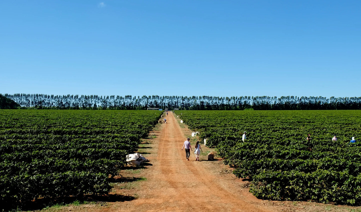 Daterra Bravo - Brazil